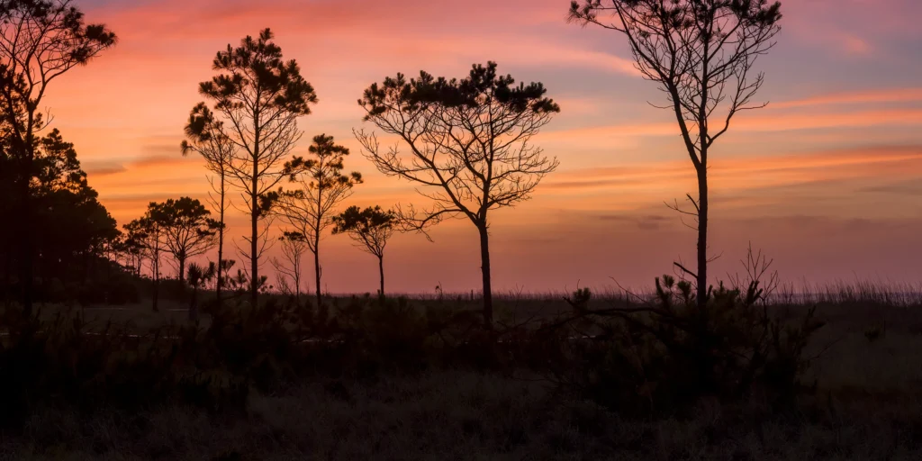 A colorful beach sunrise viewed through tall pines trees in the sand dunes on Hilton Head Island.