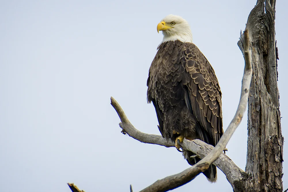 Bald eagle perched on a dead tree branch