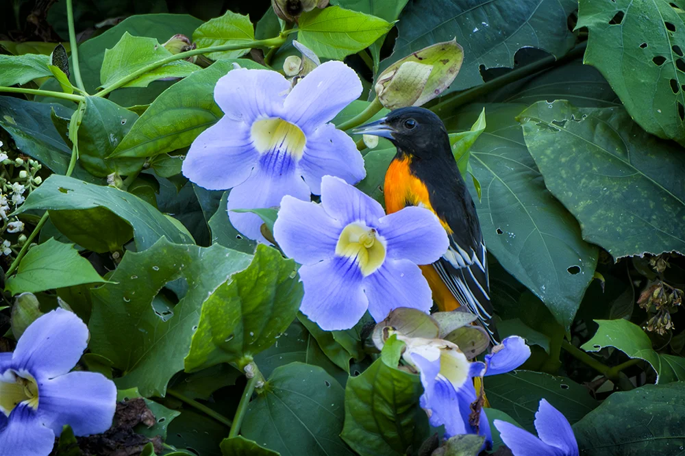 Baltimore Oriole in a bush with blue flowers