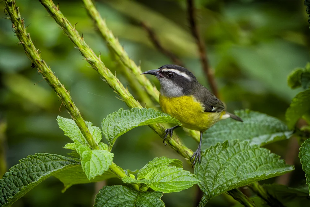 Bananaquit perched in a plant with green leaves