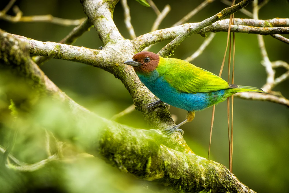 Bay-headed Tanager perched on a tree branch