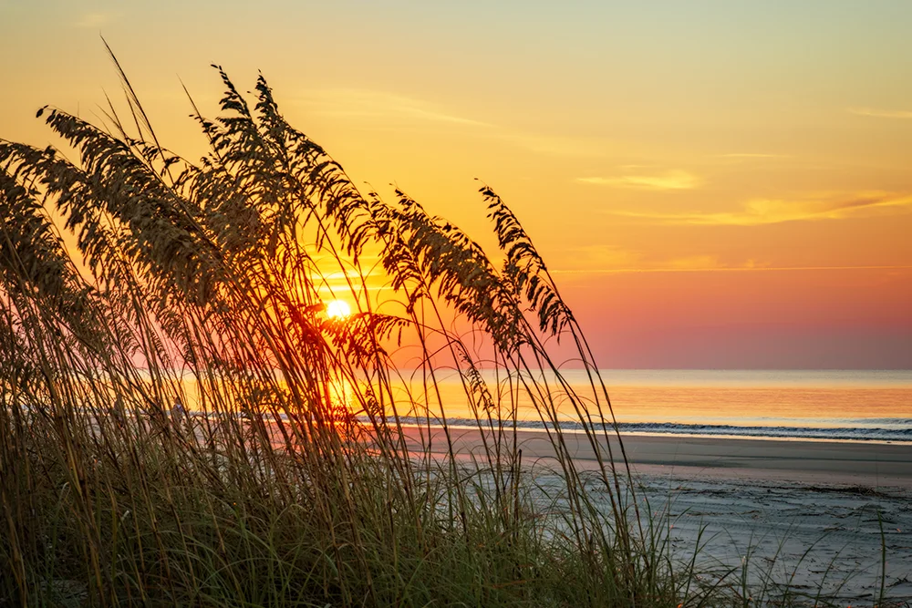 Colorful beach sunrise from behind sand dunes grasses.