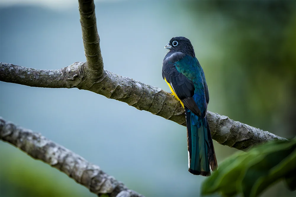 Black-headed Trogon perched on a branch in a coastal dry forest