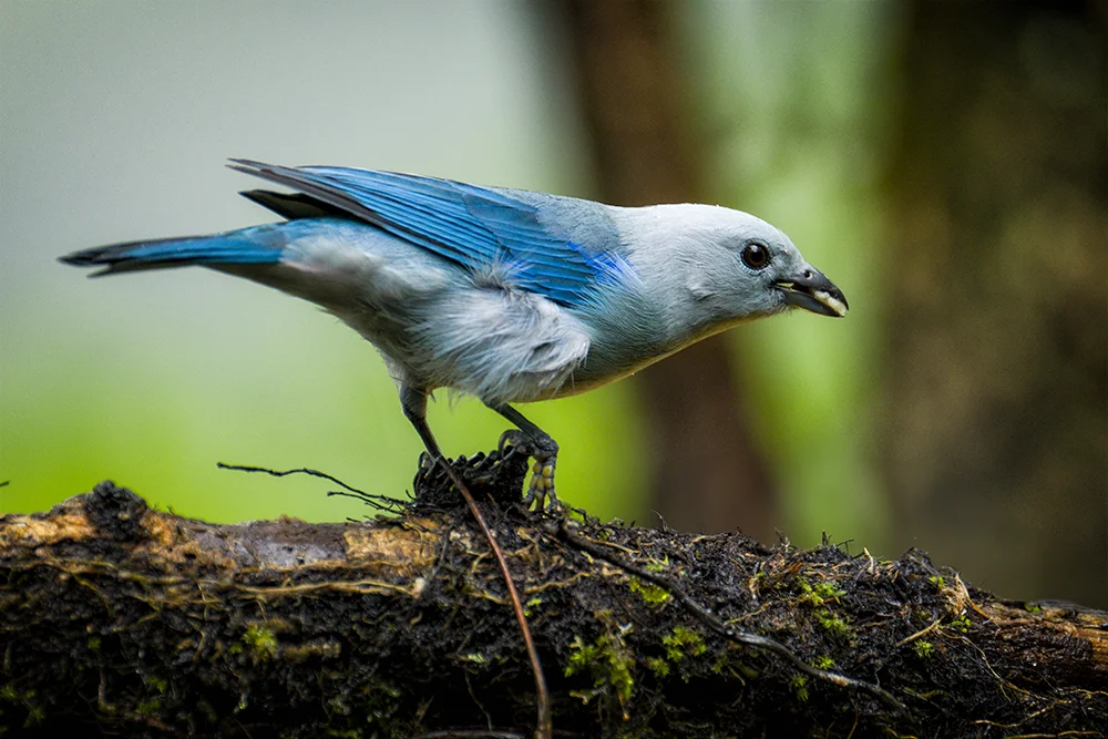 Blue-gray Tanager perched on a tree branch