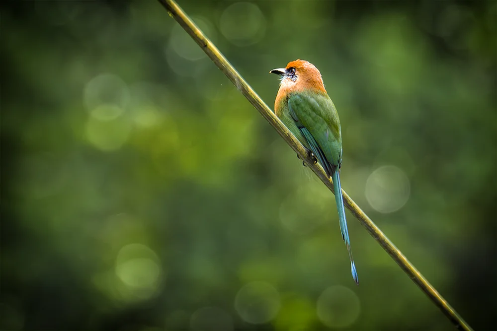 Broad-billed Motomot perched on a telephone wire in rain forest