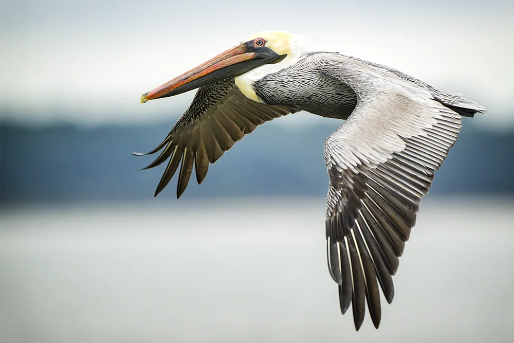 Brown pelican in Flight over water