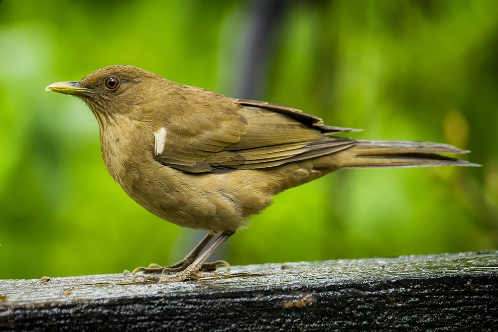 Clay-colored Thrush perched on a piece of wood in rain forest