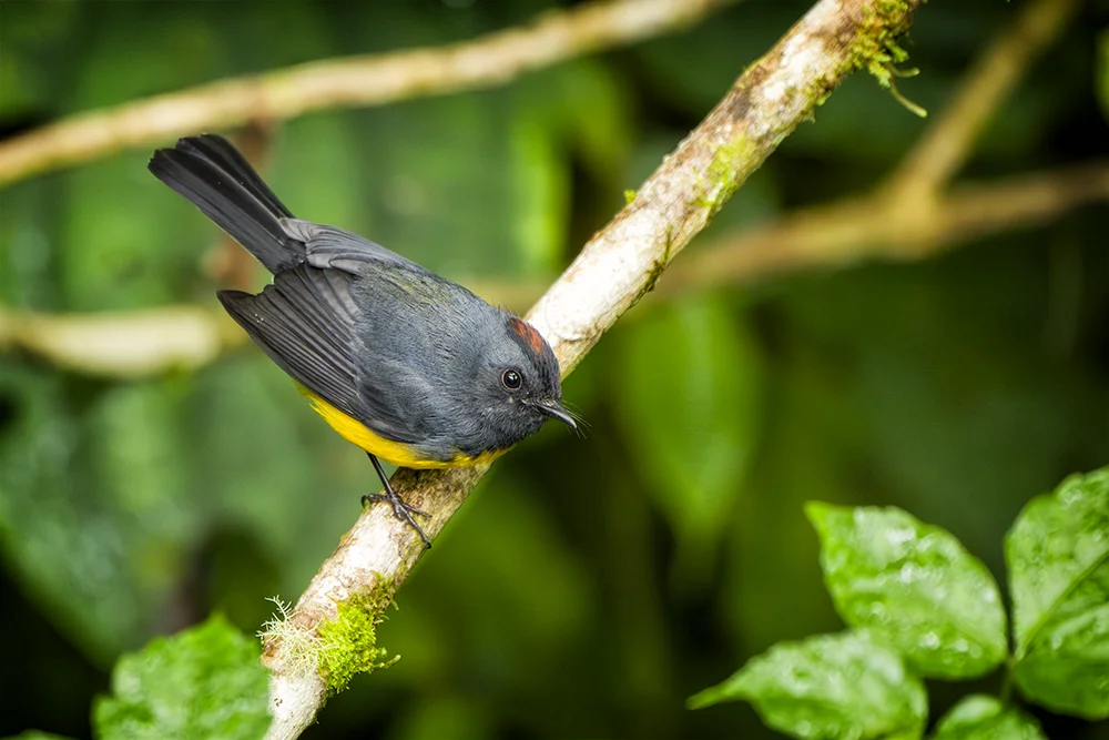 Collared Redstart perched on a branch in a cloud forest