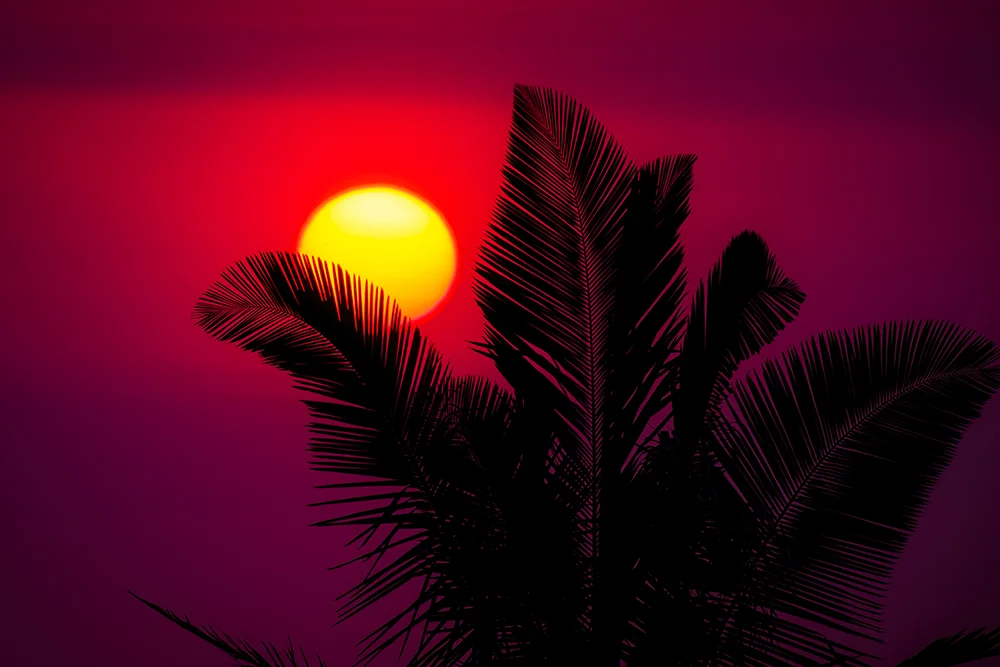 Pacific Ocean sunset with rich purple colors viewed through the leaves of a palm tree. 