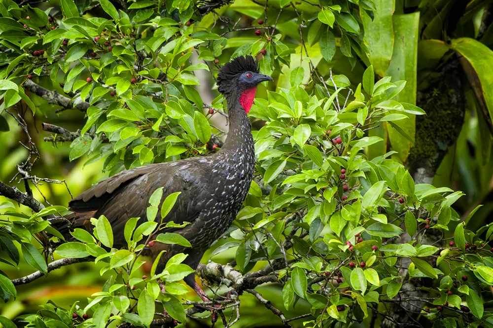 Crested Guan perched in a bush in the rain forest