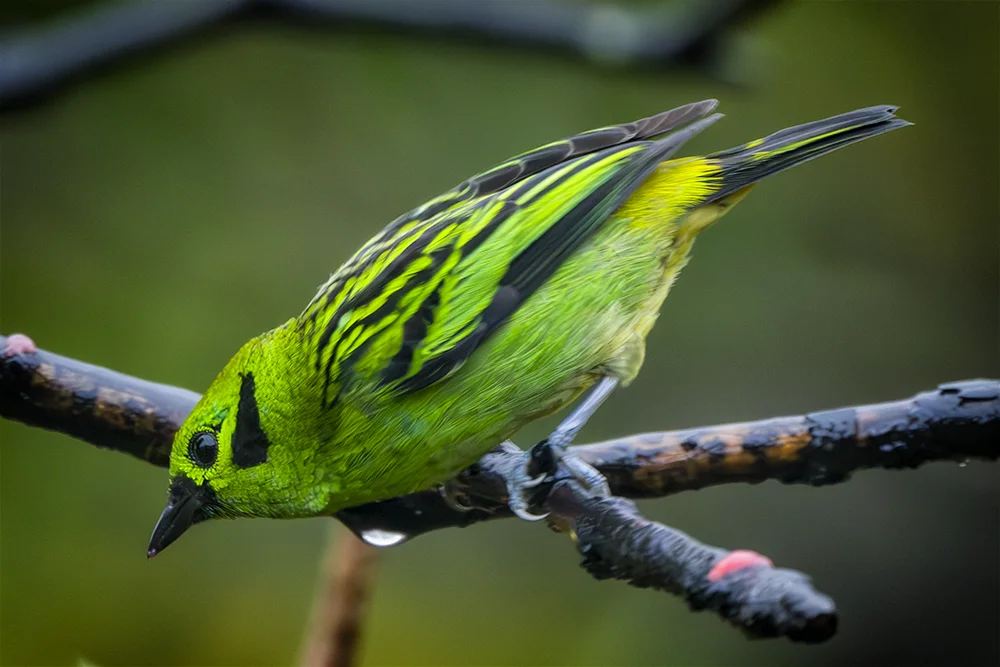 Emerald Tanager perched on a branch iin the rain forest