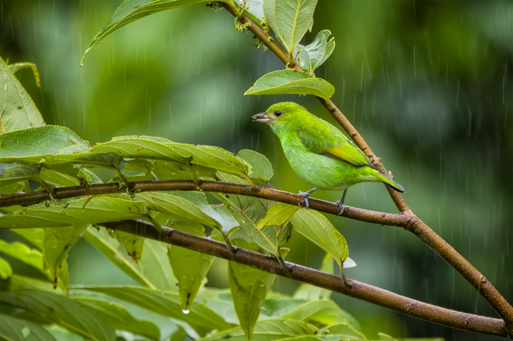 Female Green Honeycreeper perched on a branch in the rain forest