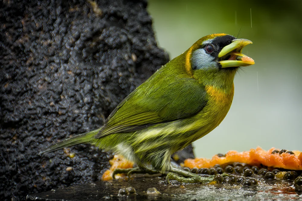 Female Red-headed Barbet eating papaya in the rain forest