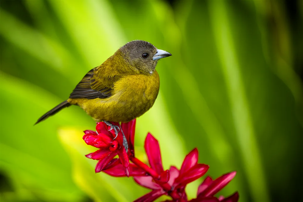 Female Scarlet-rumped Tanager perched on a red flower