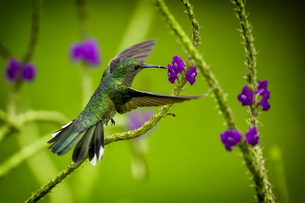 Female White-necked Jacobin Hummingbird in Flight and feeding from a flower