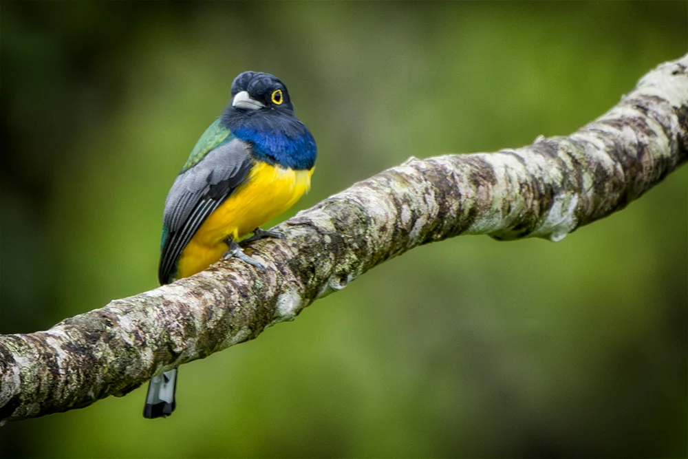 Gartered Trogon perched on a branch in the rain forest