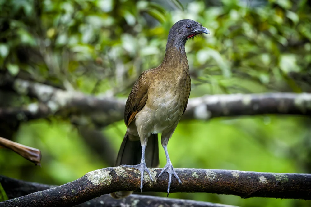 Gray-headed Chachalaca perched on a branch in the rain forest