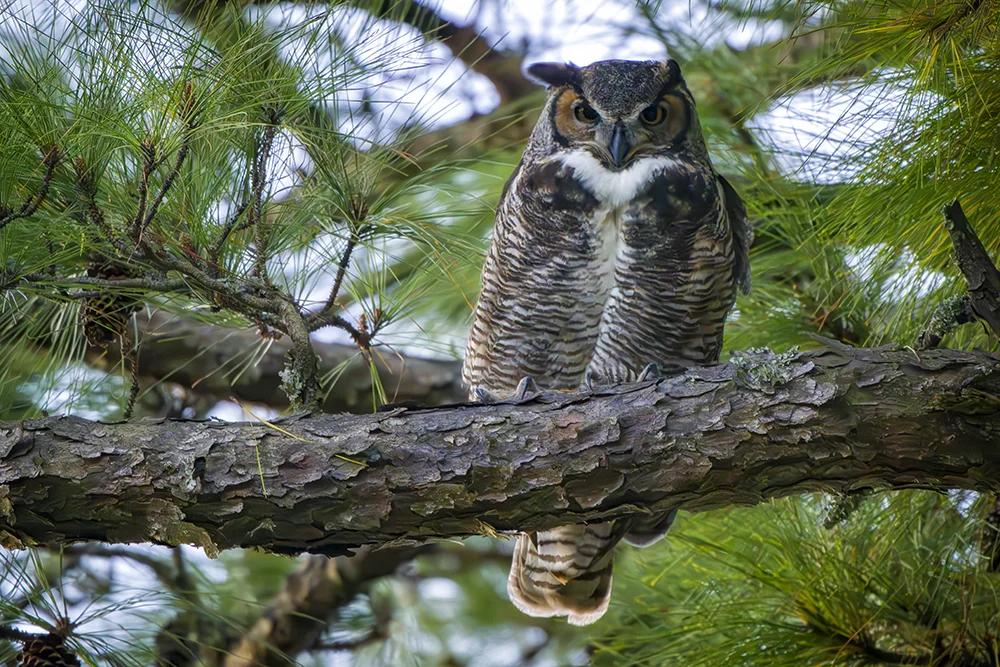 Great Horned Owl perched on a branch in a pine forest