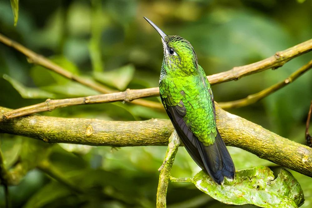 Green-crowned Brilliant Hummingbird resting on a plant stem