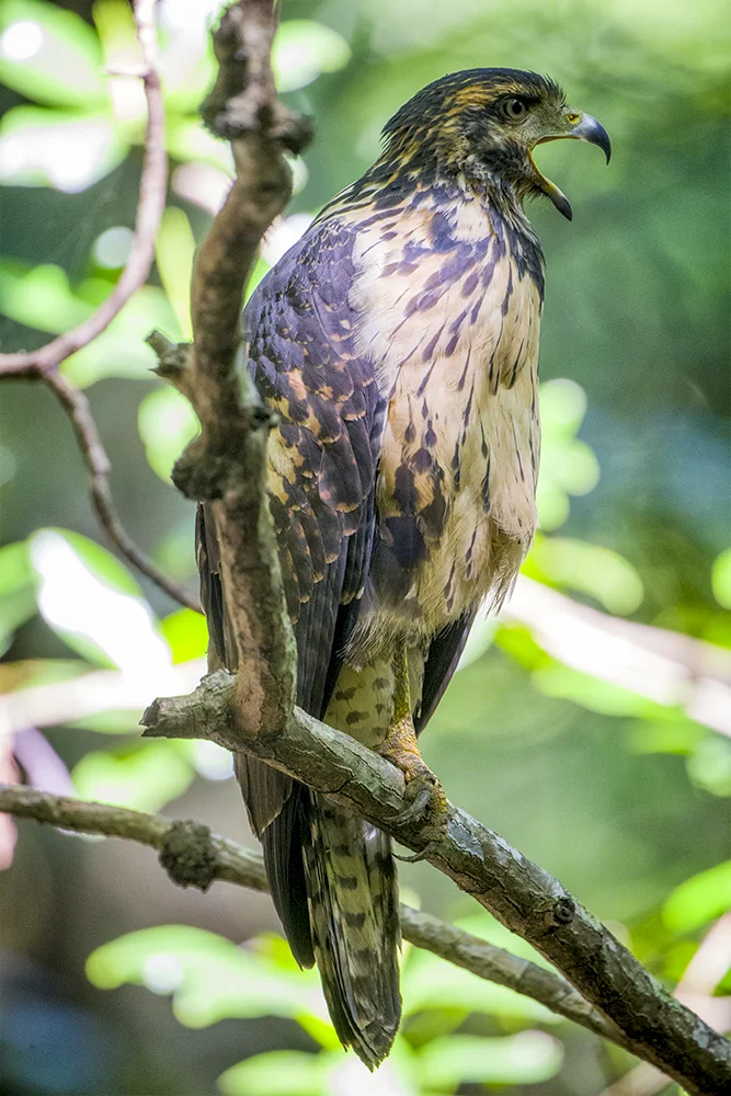 Juvenile Common Black Hawk calling out from a branch in a coastal dry forest