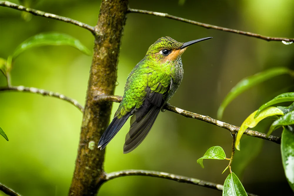 Juvenile Green-crowned Brilliant Hummingbird resting on a plant stem in the forest