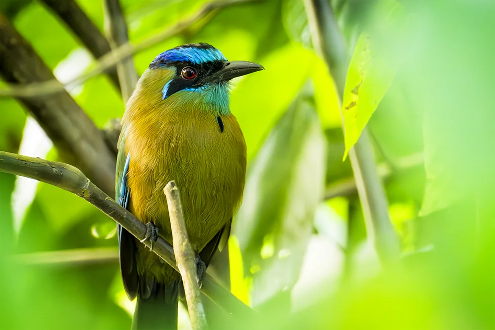 Lesson's Motmot hiding in the bushes in the forest