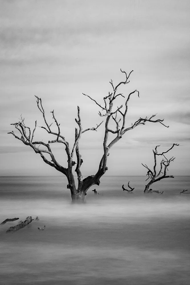Long exposure image of trees at an Atlantic Ocean boneyard beach