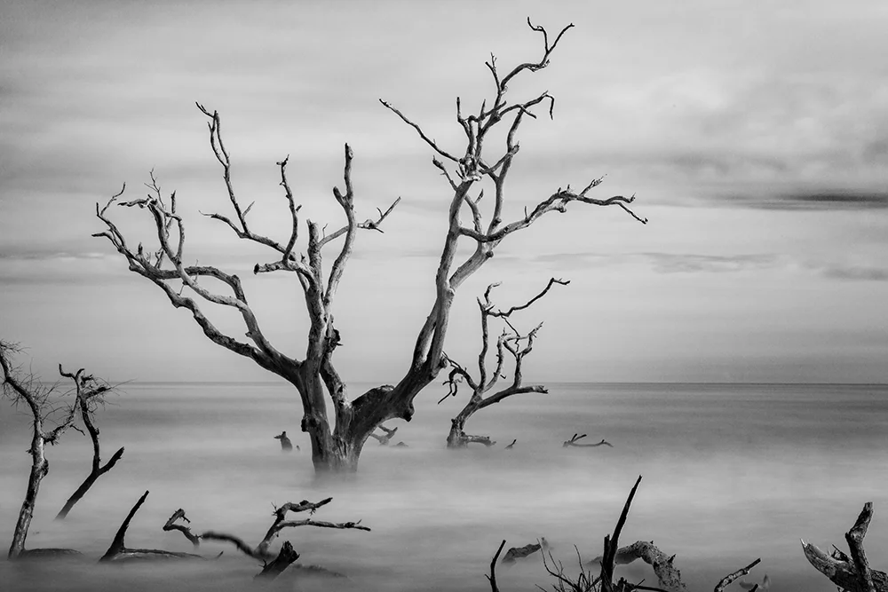 Long Exposure image of a single tree at Atlantic Ocean boneyard beach