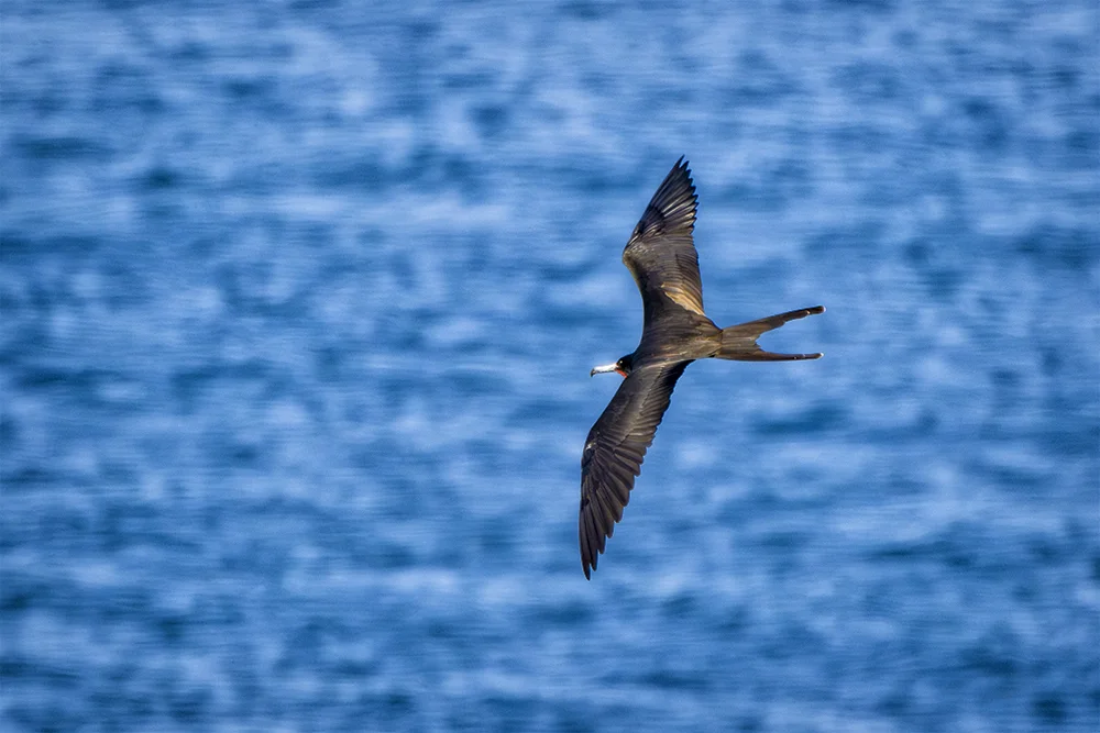Magnificent Frigatebird in flight over the blue ocean