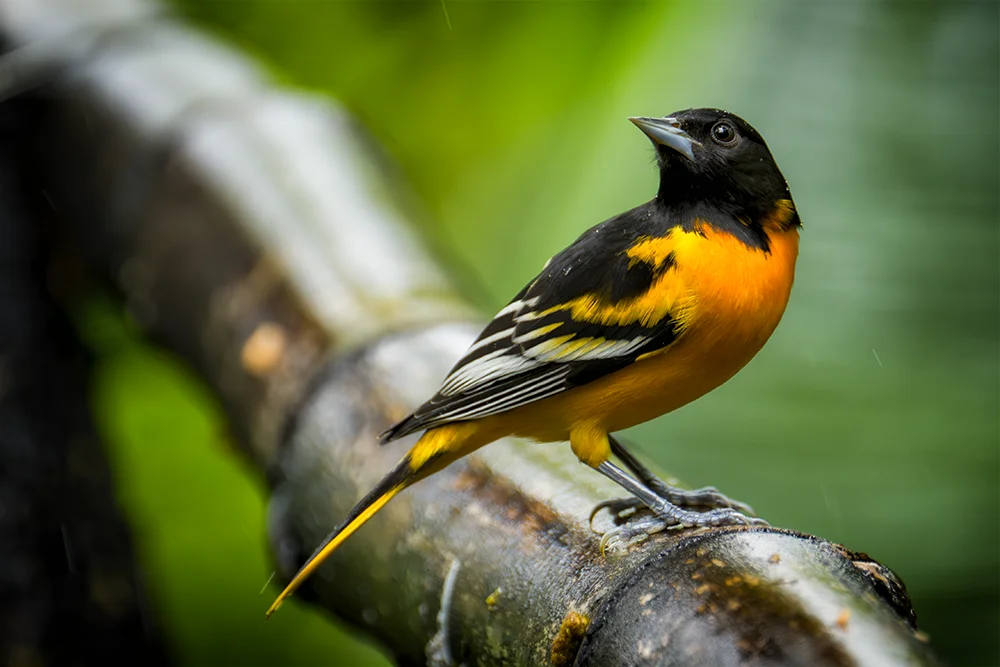 Baltimore Oriole perched on a branch in the forest