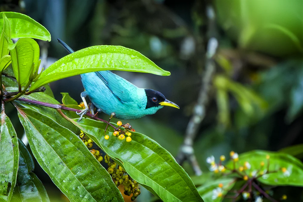 Male Green Honeycreeper perched on a leaf in the rain forest
