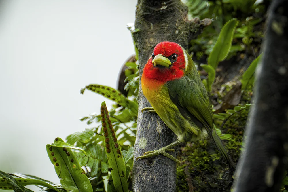 Male Red-headed Barbet perched on a tree branch in the cloud forest