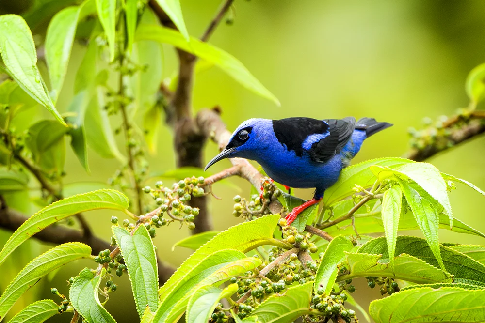 Male Red-legged Honeycreeper perched on a leaf in the rain forest