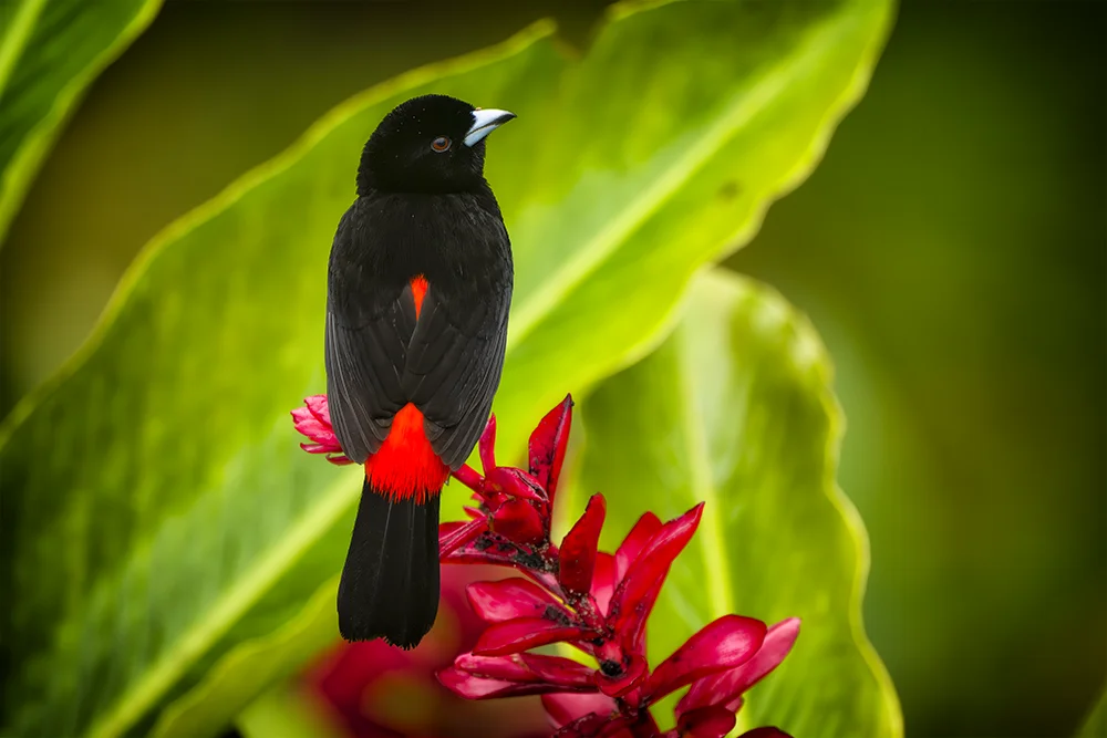 Male Scarlet-rumped Tanager perched on a red flower in the rain forest