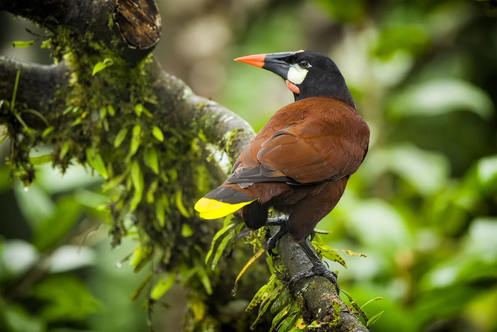 Montezuma Oropendola on a branch in the forest