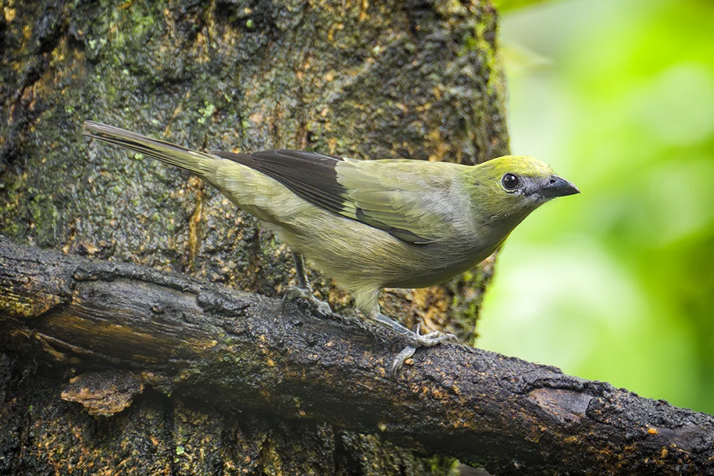 Palm Tanager perched on a branch in the rain forest