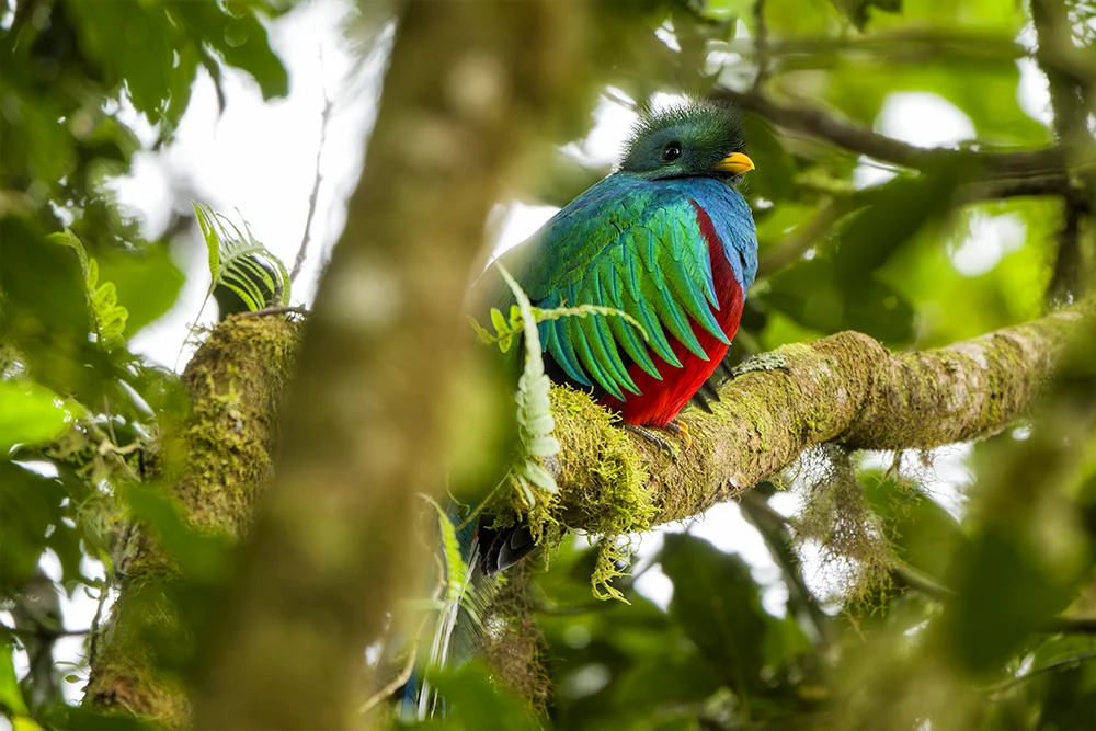 Colorful Resplendent Quetzal partially hidden by a tree branch in the cloud forest