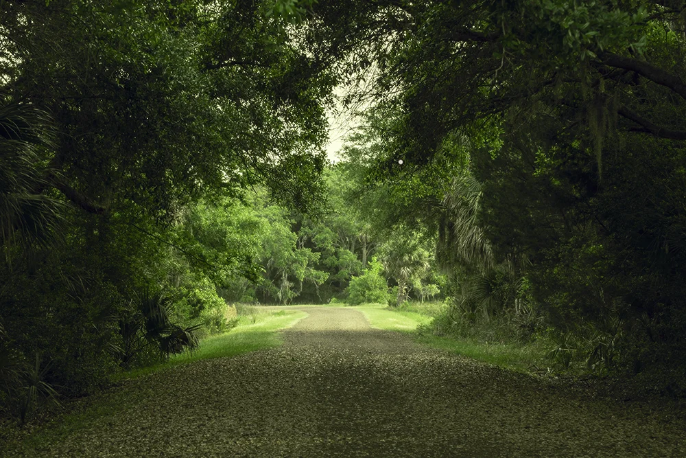 A country road winding through a lush green low country maritime forest