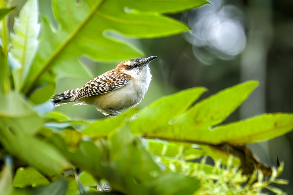 Rufus-necked Wren perched on a plant in botanical gardens