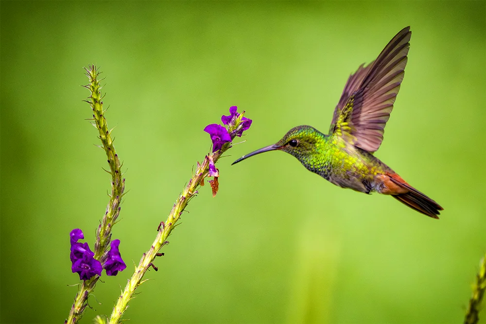 Rufus-tailed Hummingbird in flight and feeding from a flower