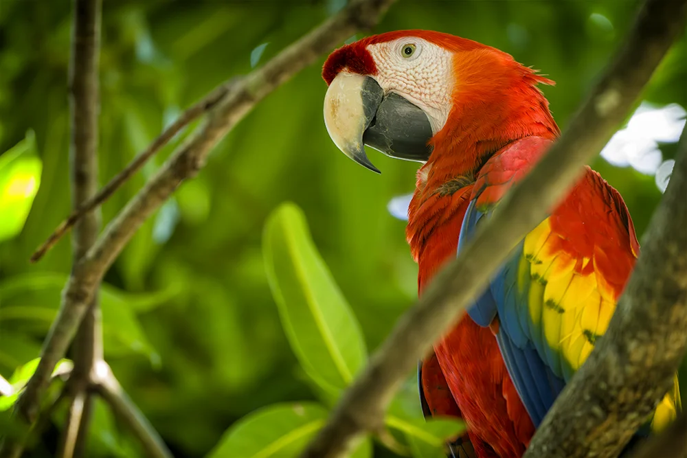 Scarlet Macaw hiding in a tree