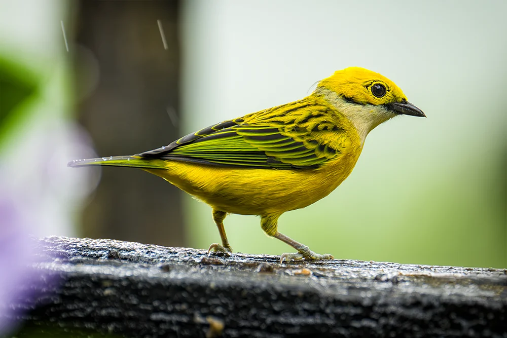 Silver-throated Tanager on a piece of wood in the rian forest