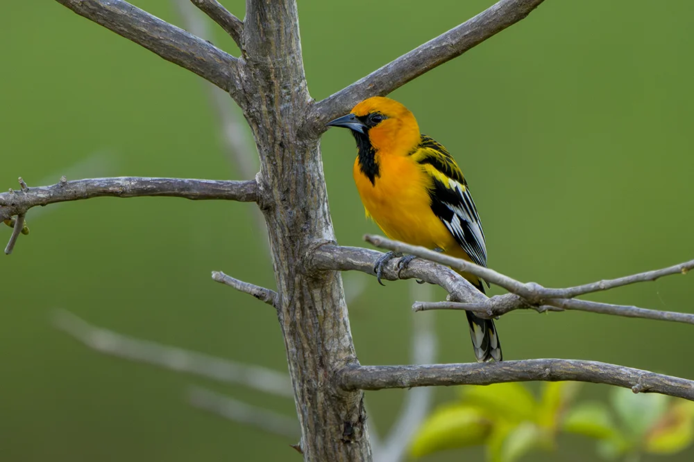 Streaked-backed Oriole perched on a tree in a coastal dry forest