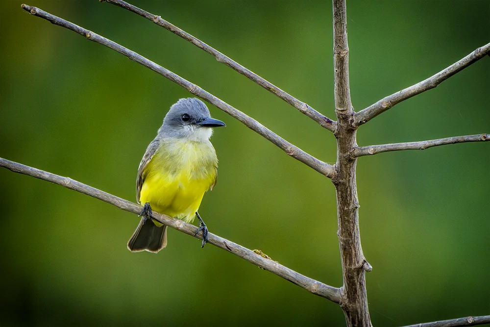 Tropical Kingbird perched on a tree in a coastal dry forest