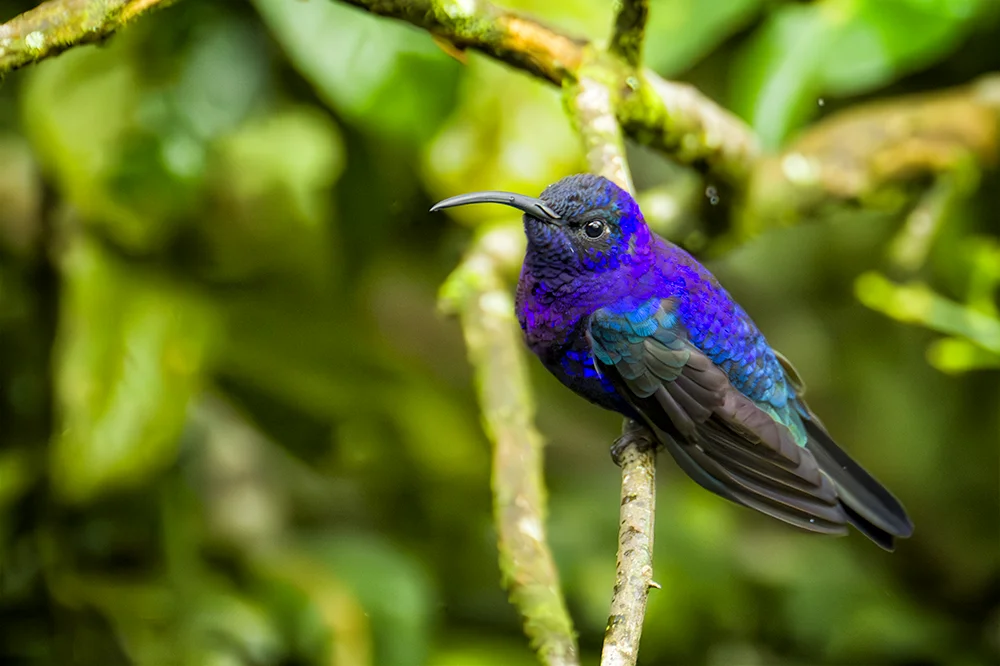 Violet Sabrewing Hummingbird perched on a branch in the rain forest