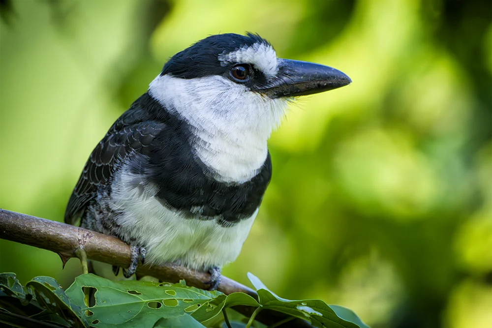 White-necked Puffbird in a coastal dry forest