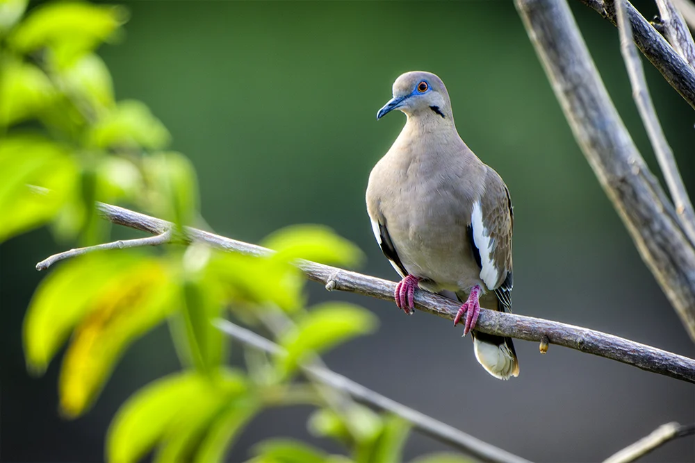 White-winged Dove perched on a branch in a coastal dry forest