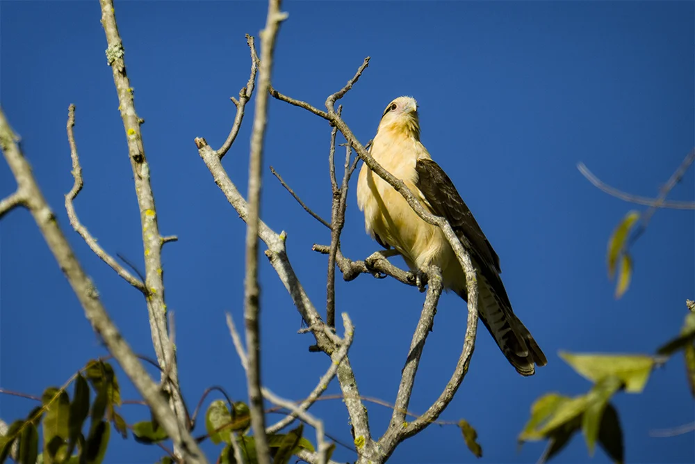 Yellow-headed Caracara perched high in a tree in botanical gardens