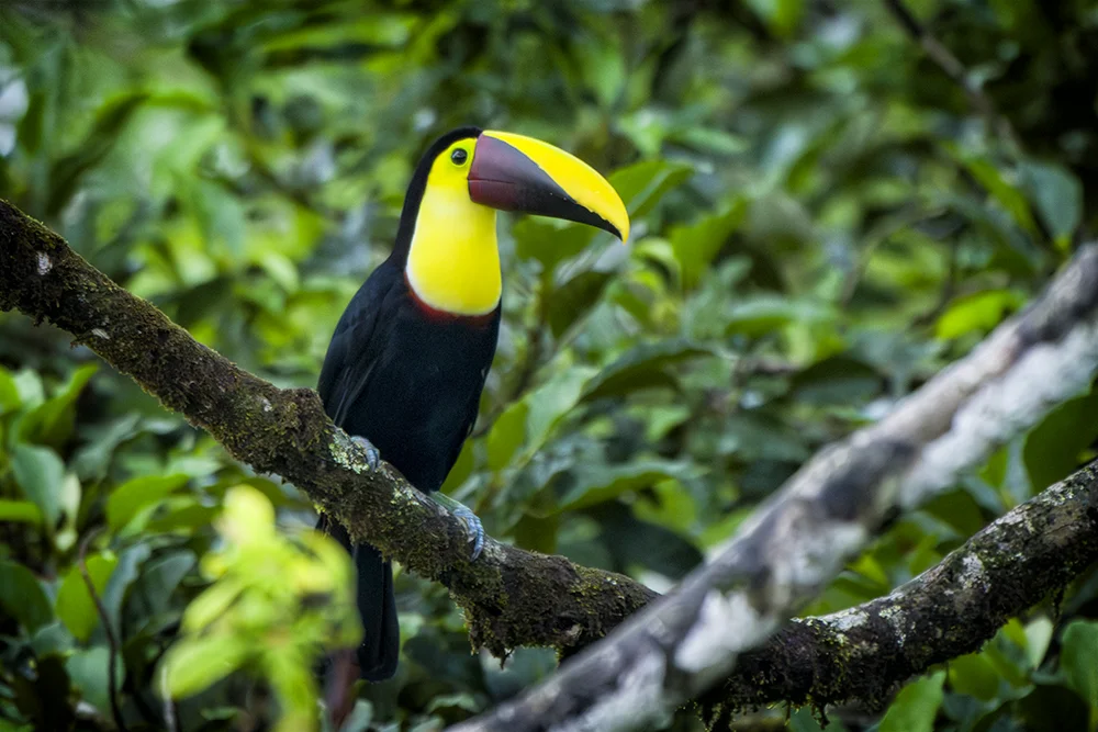 Yellow-throated Toucan Resting on a branch in the tropical rain forest
